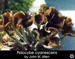 Psilocybe cyanescens